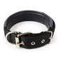 Padded Nylon Dog Collar